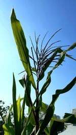 Low angle view of plant against clear blue sky