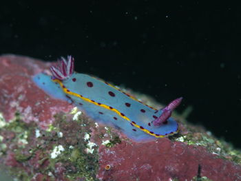 Close-up of fish swimming in sea