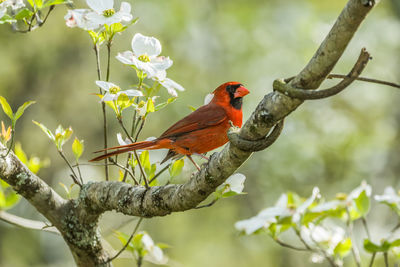 Low angle view of bird perching on branch