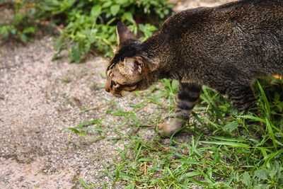 High angle close-up of cat walking on field