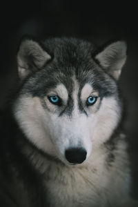 Close-up portrait of dog