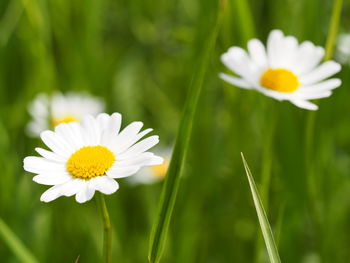 Close-up of white daisy blooming in field