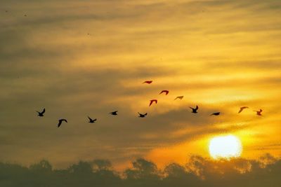 Birds flying in sky during sunset