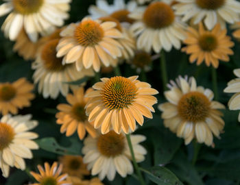 Close-up of white daisy flowers