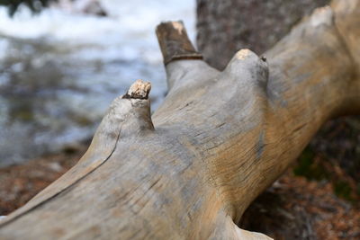 Close-up of driftwood on tree trunk