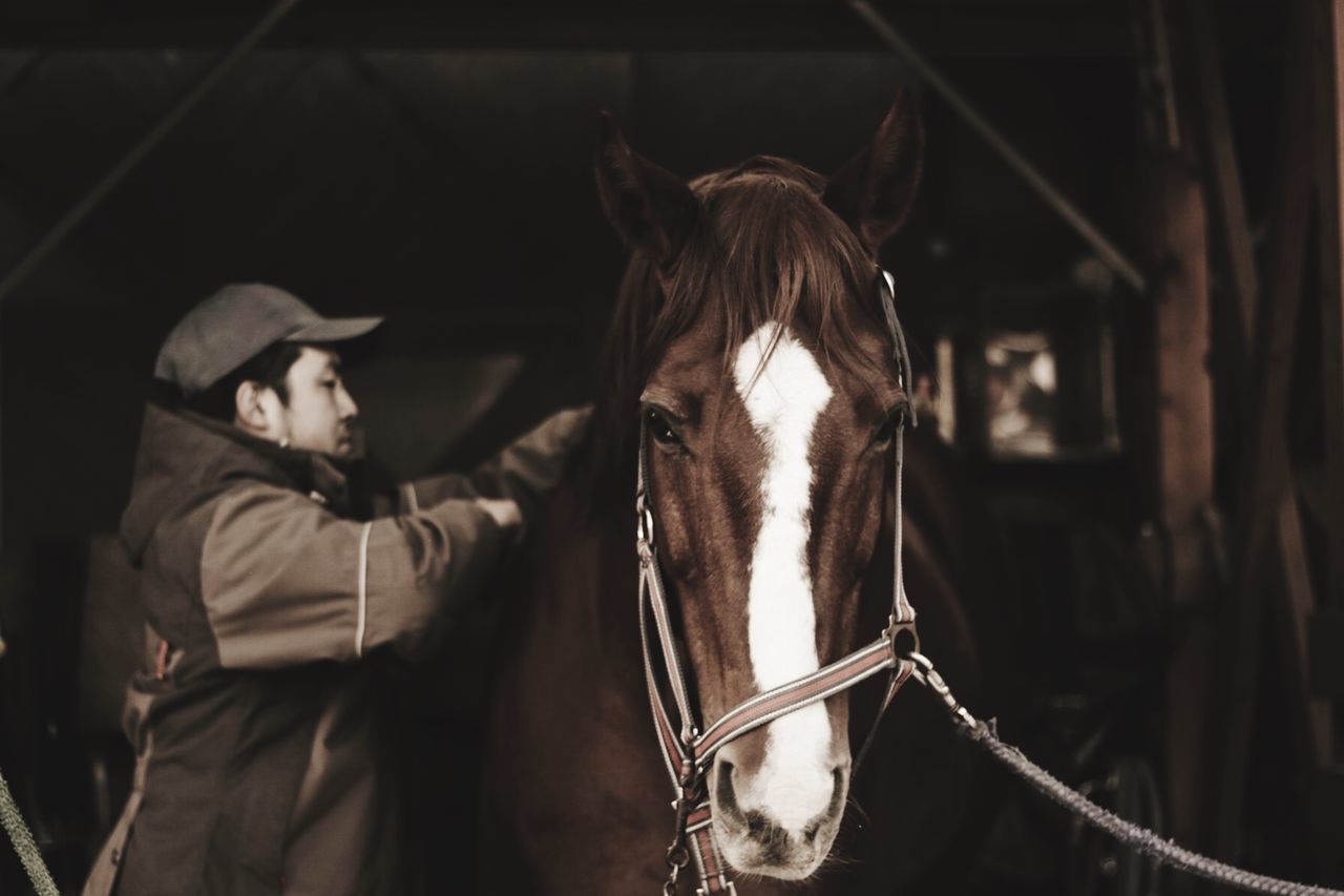 horse, domestic animals, animal themes, mammal, livestock, working animal, two animals, bridle, herbivorous, stable, focus on foreground, standing, day, outdoors, close-up, no people