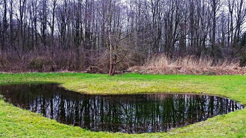 Plants growing in pond