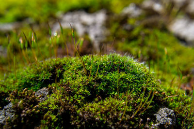 Close-up of moss growing on rock