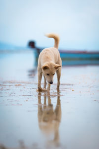 Dog on beach