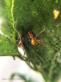 Close-up of spider on plant