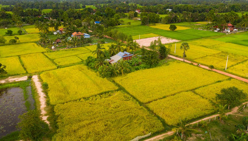 High angle view of agricultural field by houses and trees