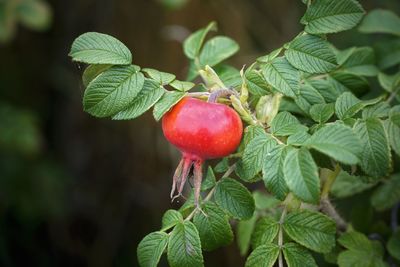 Close-up of red berries growing on tree