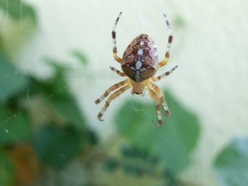 Close-up of spider on white surface