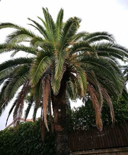 Low angle view of palm trees