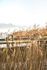 Plants growing by lake against clear sky