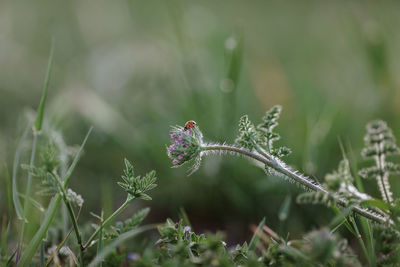 Close-up of small flower on field