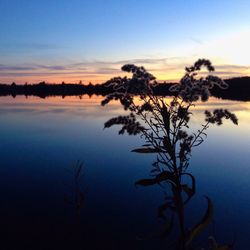 Reflection of trees in lake