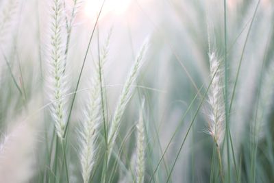 Close-up of stalks in field