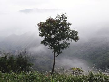 Tree on mountain against sky