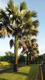 Palm trees against sky