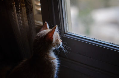 A small red cat looking through a window