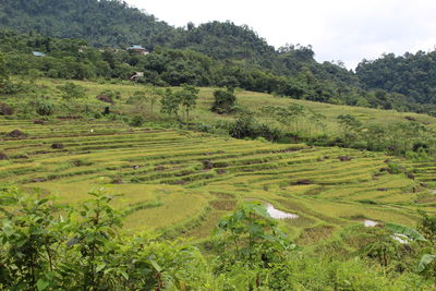 Scenic view of agricultural field against sky