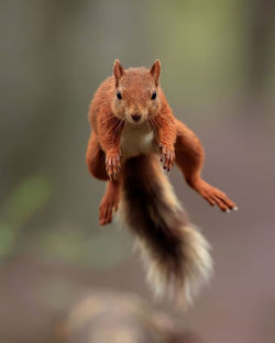 Portrait of squirrel