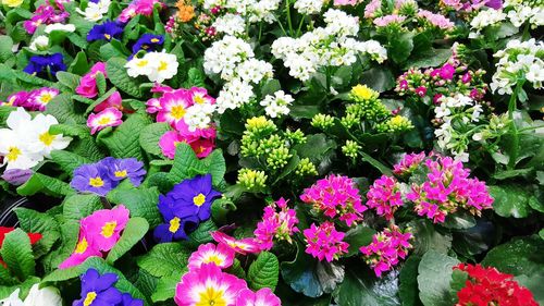 Close-up of pink flowers blooming in garden