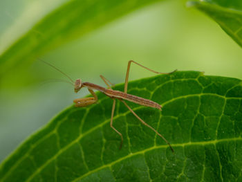 Close-up of insect on leaf