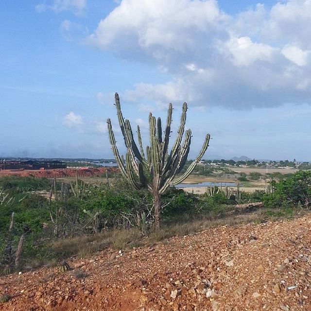 sky, tranquility, nature, landscape, growth, field, tranquil scene, cloud - sky, plant, cloud, beauty in nature, dry, cactus, dead plant, scenics, day, tree, no people, outdoors, beach