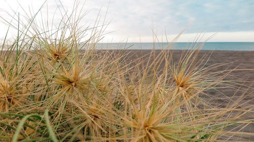 Close-up of grass by sea against sky