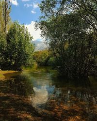 Scenic view of lake in forest