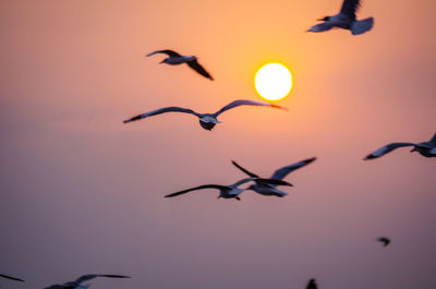 Silhouette birds flying in sky during sunset