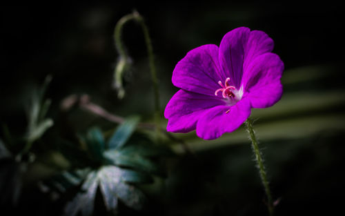 Close-up of flower blooming outdoors