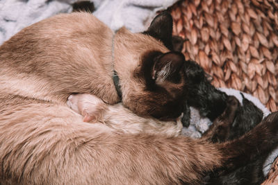 Siamese cat gives birth to first litter of five
