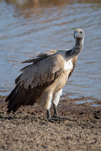 African white-backed vulture turns head on riverbank