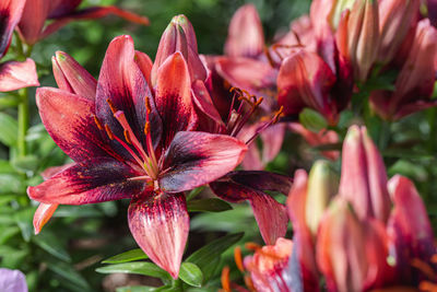 Close-up of pink lilies