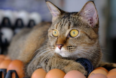 Close-up of cat with hands