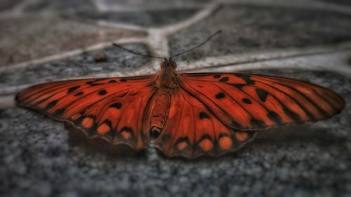 Close-up of butterfly on flower