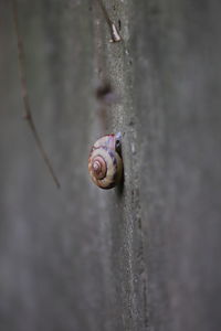 Close-up of snail