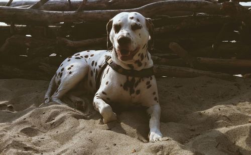 Close-up of dalmatian dog sitting at sandy beach