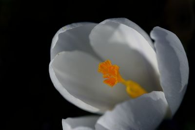 Close-up of flowers over black background