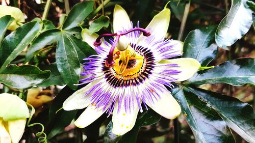 Close-up of purple flowers blooming outdoors