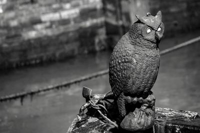 Close-up of bird perching outdoors