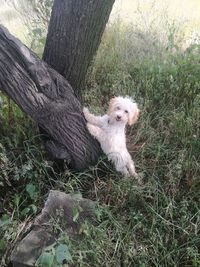 Dog resting on field