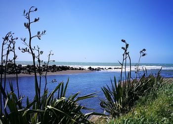 Plants by sea against clear blue sky