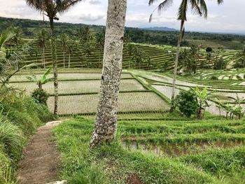 Scenic view of agricultural field against sky