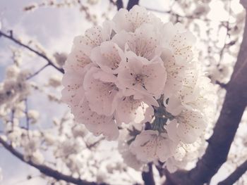 Close-up of white flowers on tree