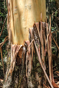 Close-up of tree