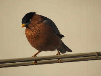 Bird perching on tree trunk